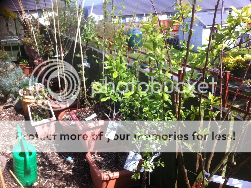 photo 79BD0DF1-F19F-4802-A3A7-B6515A3B1001_zpscmirsnq9.jpg